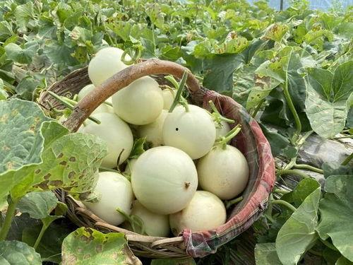 吃瓜的琉璃,吃瓜群众视角下的琉璃世界