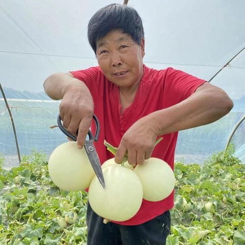 吃瓜的琉璃,吃瓜群众视角下的琉璃世界