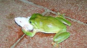 青蛙营业吃瓜,揭秘青蛙吃瓜背后的趣味与商机