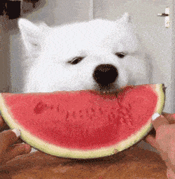 带你吃瓜动物系列,带你走进动物界的“吃瓜群众”世界