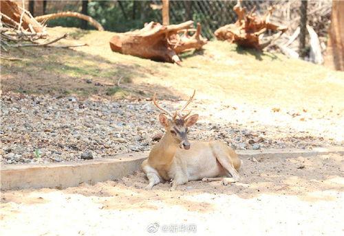 带你吃瓜动物系列,带你走进动物界的“吃瓜群众”世界