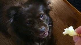 吃瓜狗虎子,揭秘娱乐圈背后的真实故事