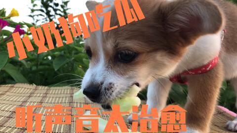 吃瓜狗虎子,揭秘娱乐圈背后的真实故事