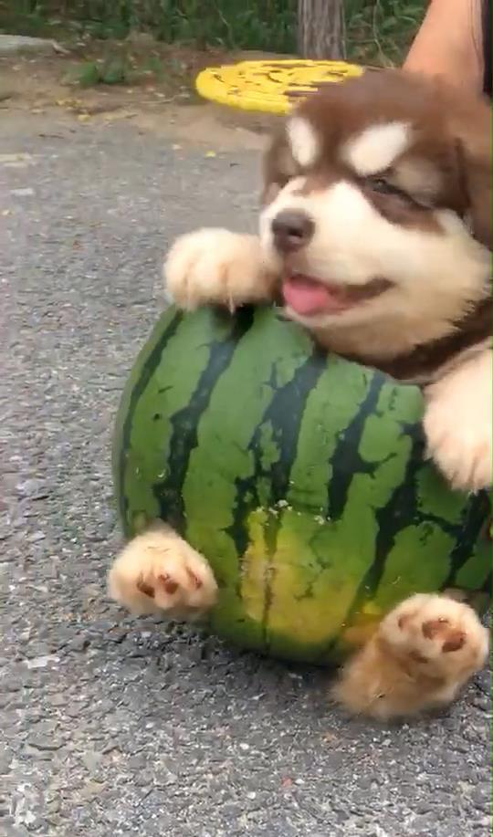 吃瓜狗虎子,揭秘娱乐圈背后的真实故事