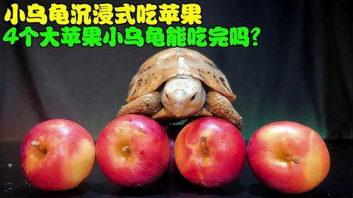 沉浸式吃蜜瓜,尽享瓜界盛宴