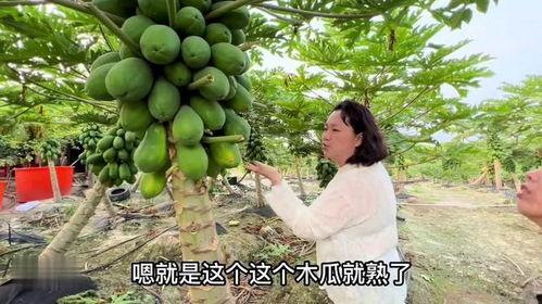 美美姐天天吃瓜,揭秘娱乐圈那些事儿