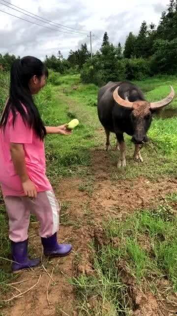 牛吃瓜么,探寻农耕文化中的奇妙关系