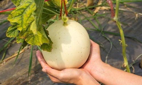 吃麻醉瓜上火吗,上火问题大揭秘