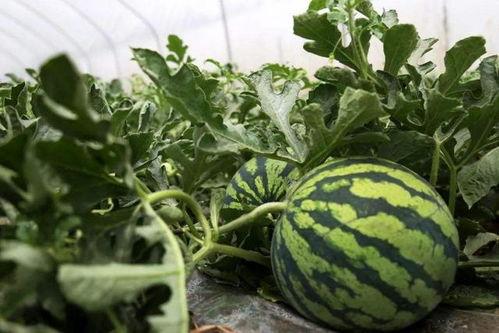 吃瓜博主路边,吃瓜博主带你领略市井百态