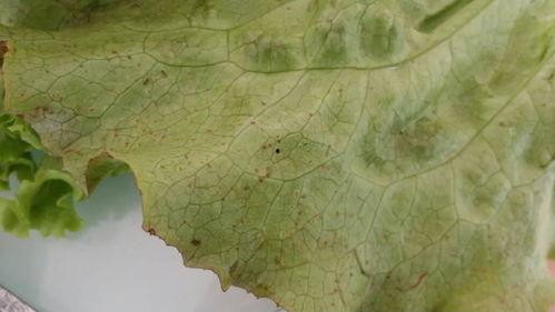 吃瓜内皮有斑点,揭秘吃瓜乐趣背后的奇妙现象