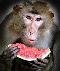 大圣吃瓜猴子吃瓜,一场吃瓜盛宴的奇幻之旅