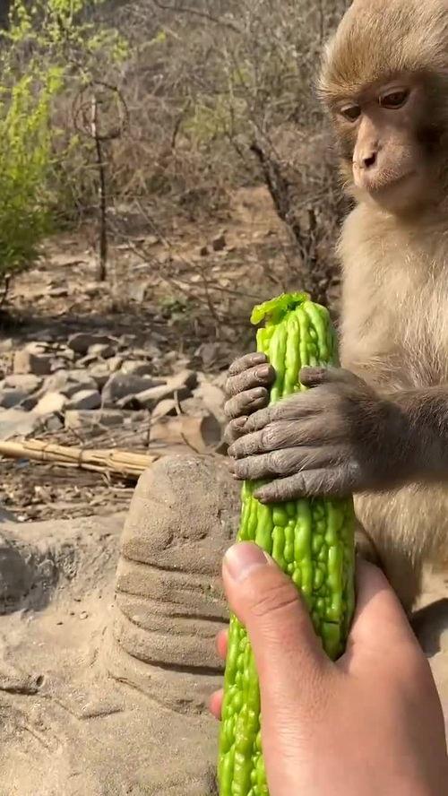 大圣吃瓜猴子吃瓜,一场吃瓜盛宴的奇幻之旅