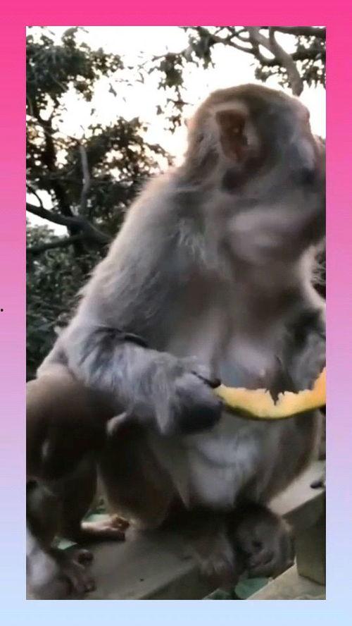 大圣吃瓜猴子吃瓜,一场吃瓜盛宴的奇幻之旅