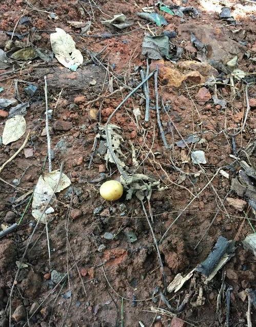 岳麓山吃瓜视频,揭秘夏日消暑新潮流