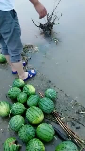 梦见大水里捡瓜吃,水中寻宝，瓜果飘香