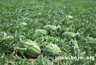 梦见大水里捡瓜吃,水中寻宝，瓜果飘香