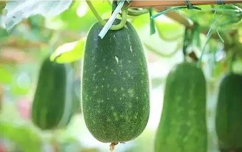 蛇宝吃瓜,揭秘瓜界奇闻异事