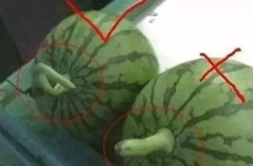 瓜哥吃瓜回文怎么写,回文趣味横生