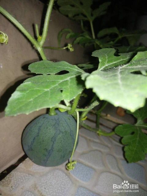 吃瓜的种子,揭秘吃瓜种子的神奇之旅