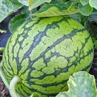 吃瓜的种子,揭秘吃瓜种子的神奇之旅