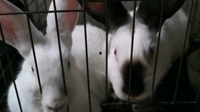 刘大瓜吃兔子,刘大瓜的兔子美食之旅