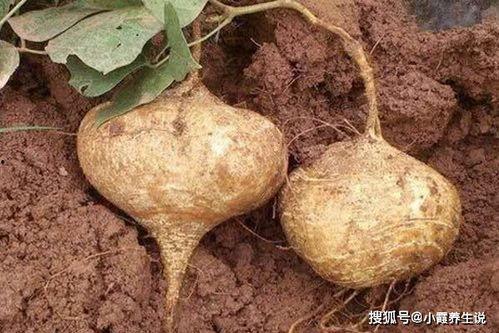 土瓜怎么吃营养,解锁健康美味新选择