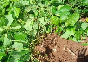 土瓜怎么吃营养,解锁健康美味新选择