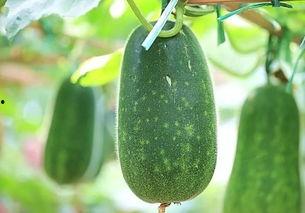 吃瓜要硬吃,吃瓜达人教你如何硬吃瓜