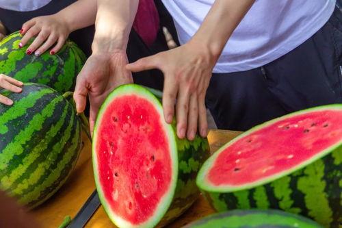 烟台学校吃瓜,揭秘校园吃瓜盛况