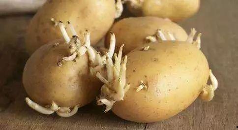 烟台学校吃瓜,揭秘校园吃瓜盛况