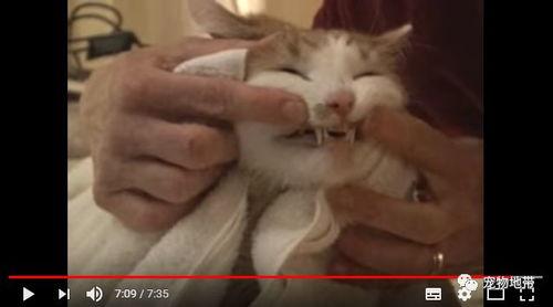 猫猫吃瓜讲故事,趣味横生的故事时光