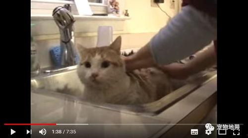 猫猫吃瓜讲故事,趣味横生的故事时光