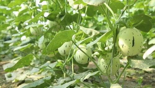 瓜州吃瓜在哪里吃,探寻瓜乡美食之旅