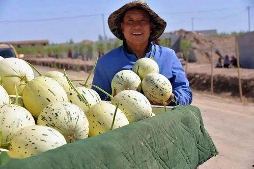 瓜州吃瓜在哪里吃,探寻瓜乡美食之旅