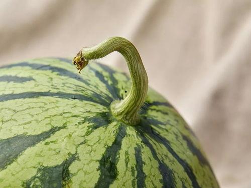 吃瓜31人,揭秘娱乐圈背后的真相与秘密