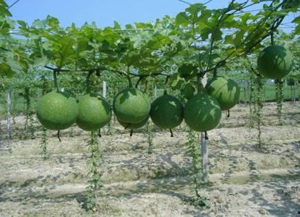 瓜萎种子怎么吃,家常食用指南