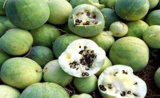 瓜萎种子怎么吃,家常食用指南