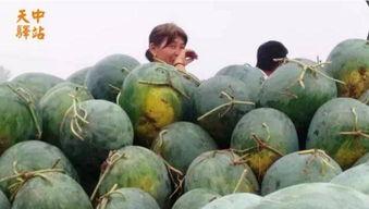 俄乌吃瓜现场,吃瓜群众的现场直击