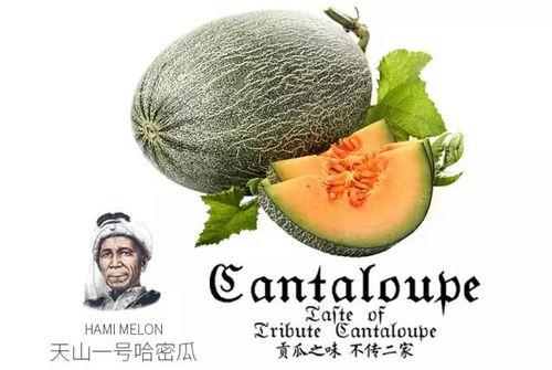 吃瓜群众1号客服,揭秘网络客服背后的故事