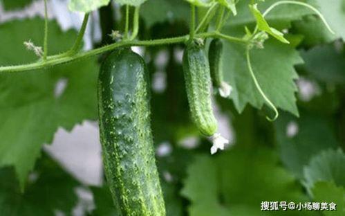 老王瓜怎么吃,解锁美味新体验