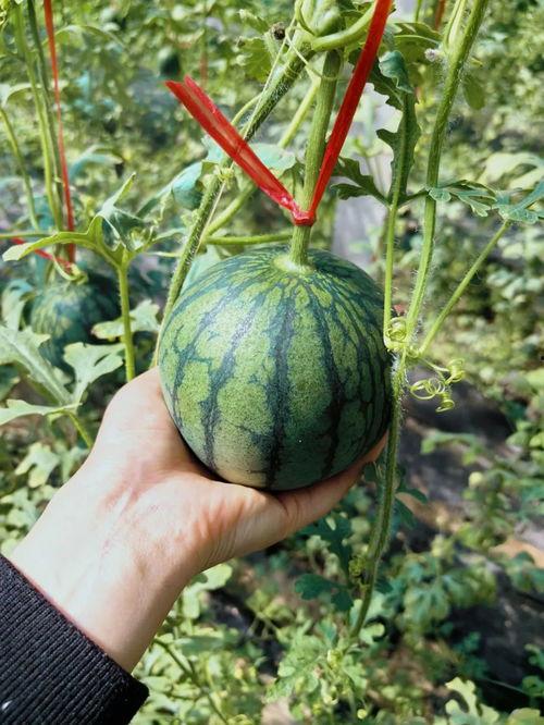 北京吃瓜史,北京吃瓜史上的那些事儿