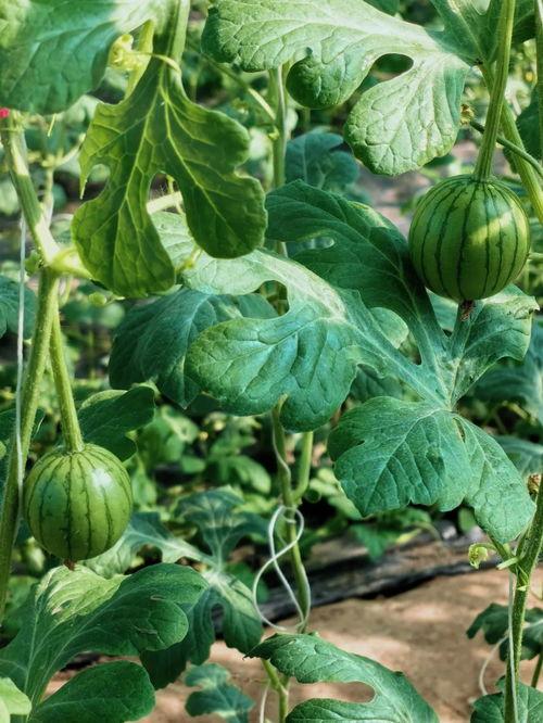 北京吃瓜史,北京吃瓜史上的那些事儿