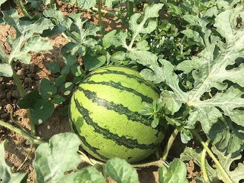 明了吃瓜,网络热词背后的故事与影响