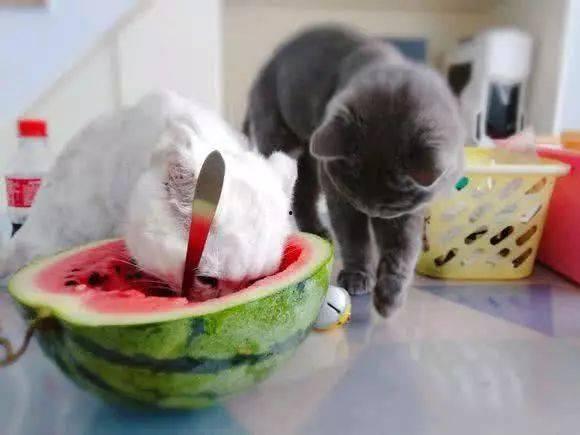 猫人吃瓜,揭秘猫人吃瓜背后的趣味与智慧