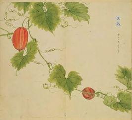 王瓜根怎么吃,王瓜根的多样食用方法与营养功效