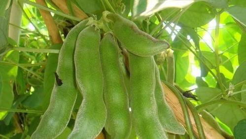 蛇瓜不能随便吃,不可随意食用的神秘瓜果