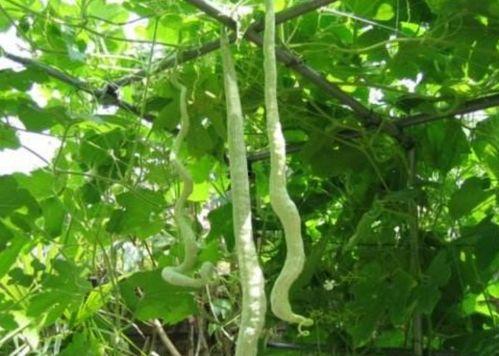 蛇瓜不能随便吃,不可随意食用的神秘瓜果