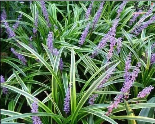 麦冬爸爸的吃瓜,揭秘娱乐圈幕后故事