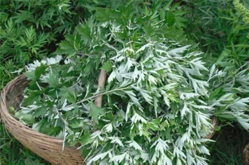 艾草吃瓜,传统美食新体验