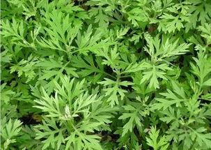 艾草吃瓜,传统美食新体验